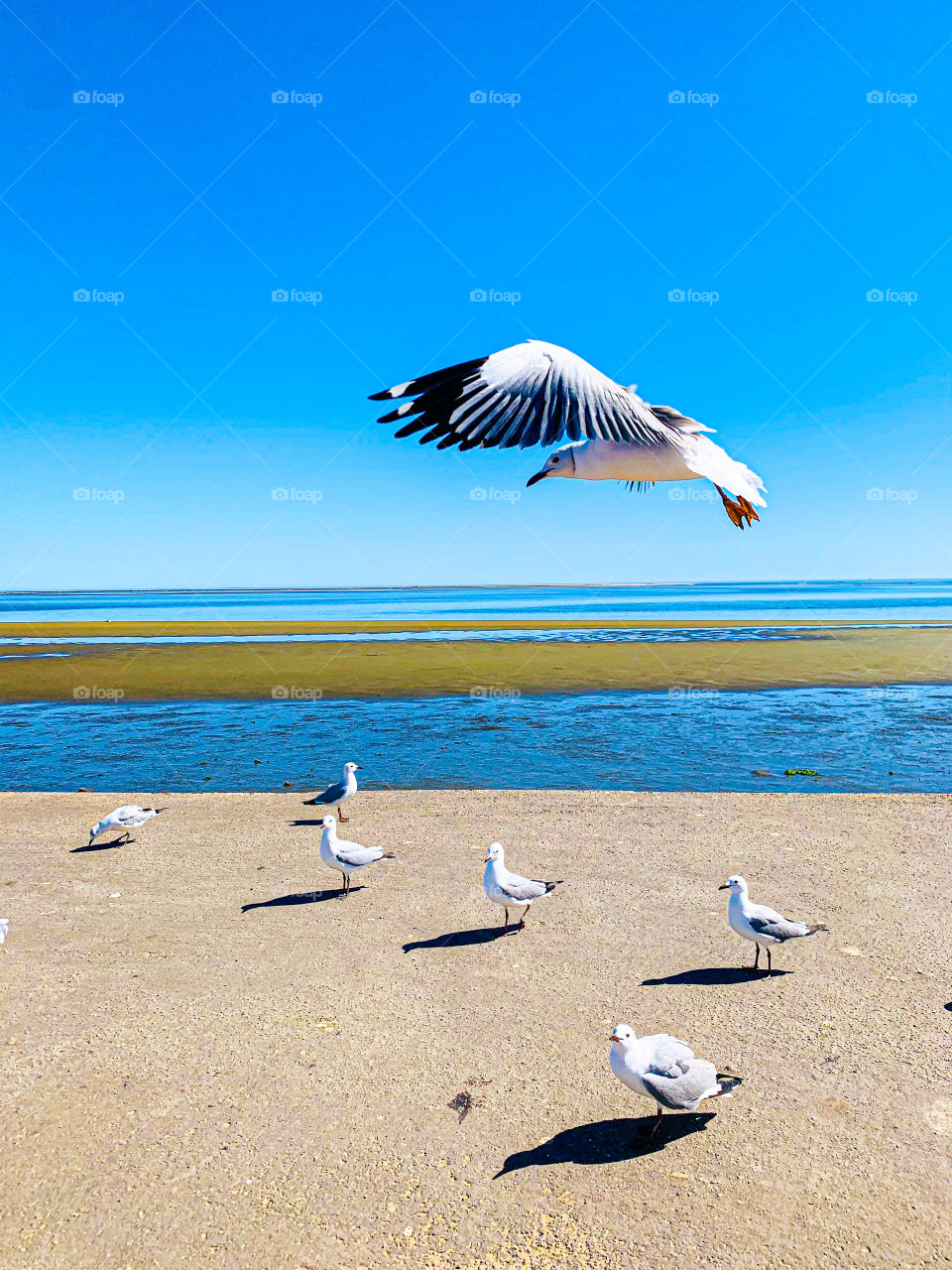 A white and grey sea bird/seagull with wings in-front flying over the sea water at the coast. 