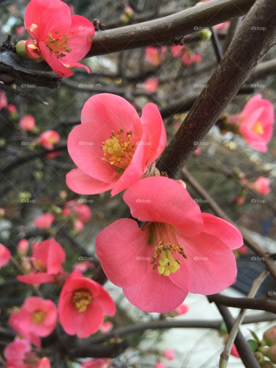 Pomegranate blossoms