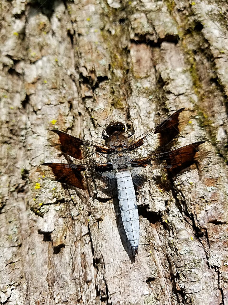 dragonfly on tree bark