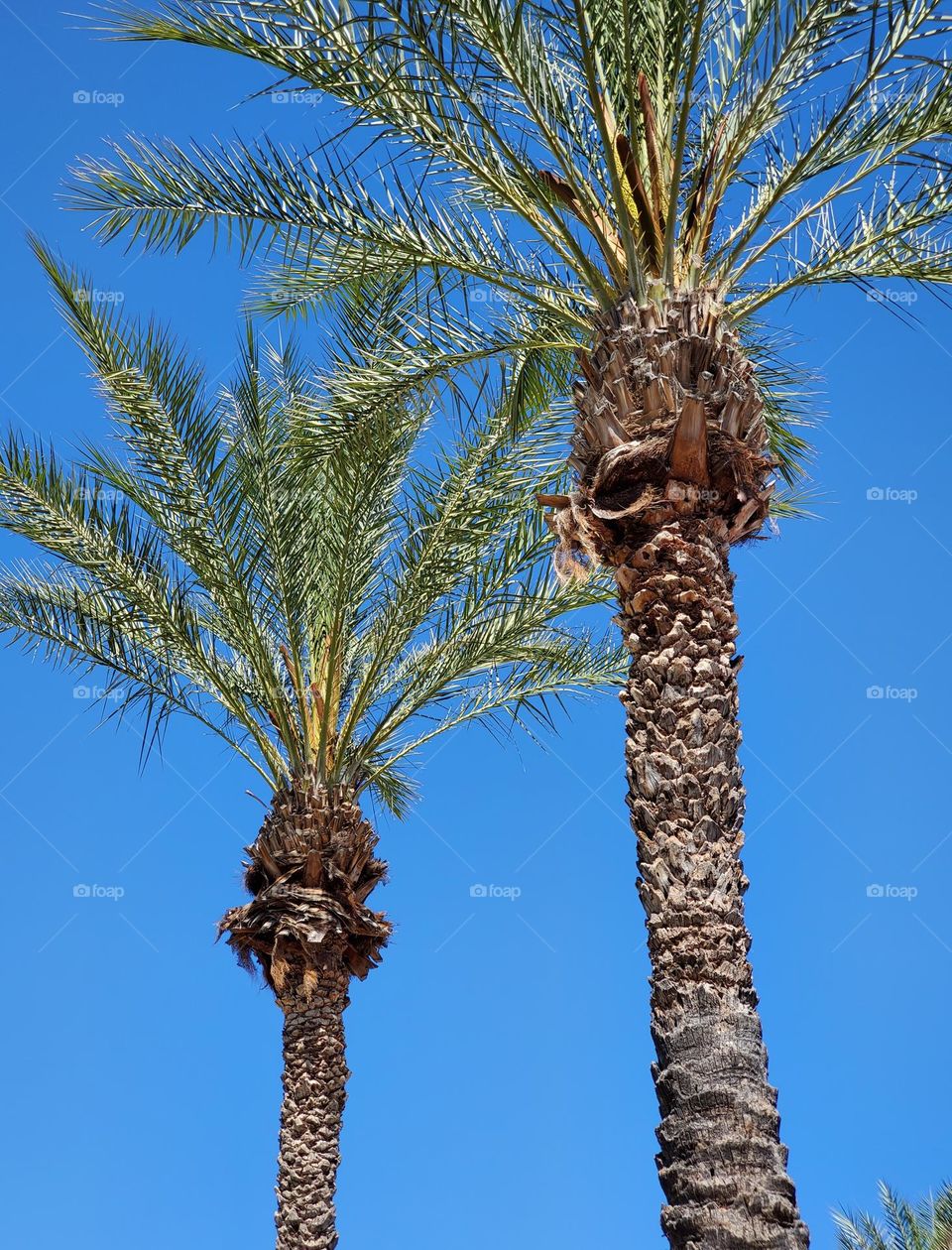 Palm Trees Against a Blue Sky