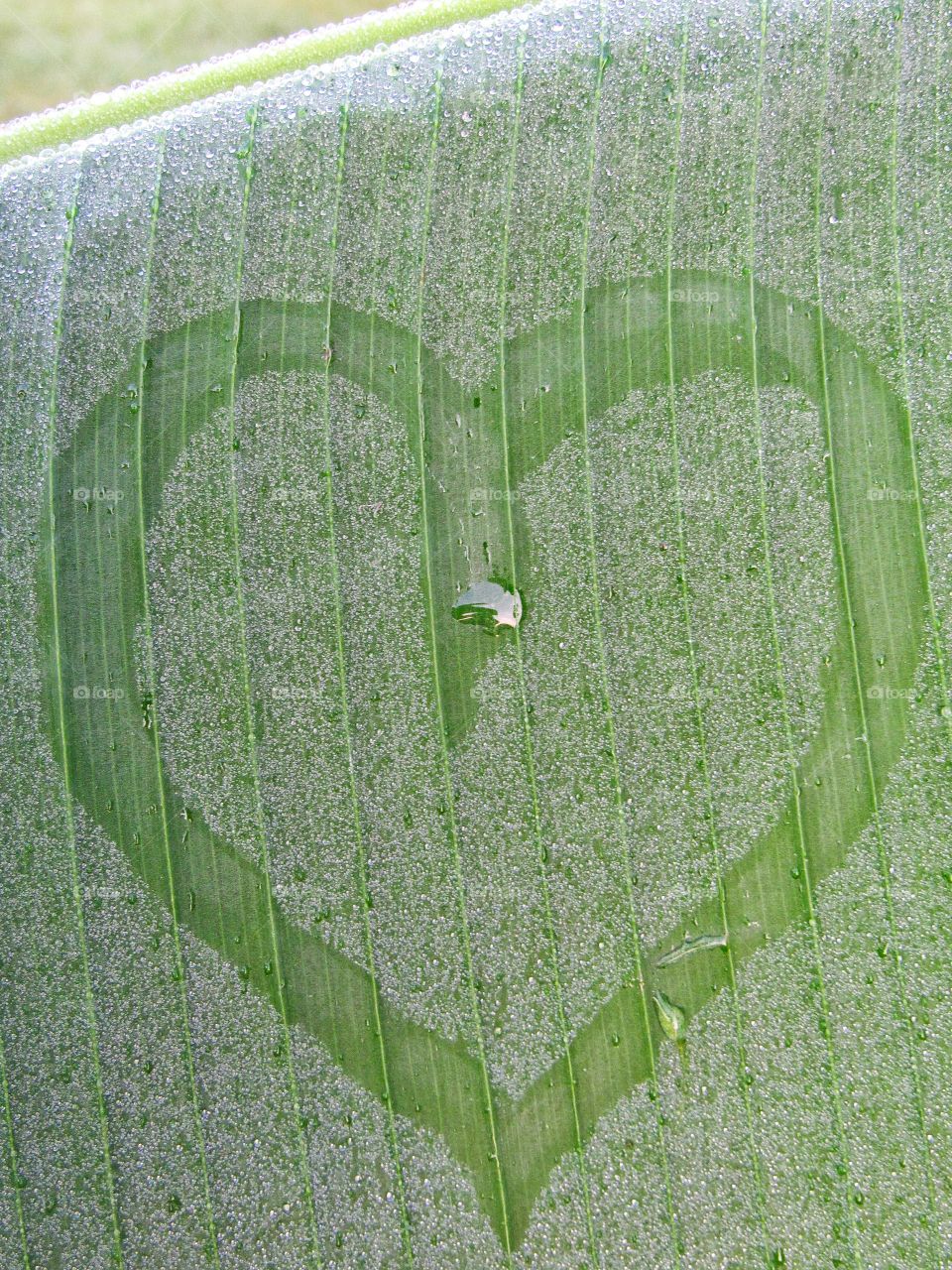 heart shaped dew drops on leaf