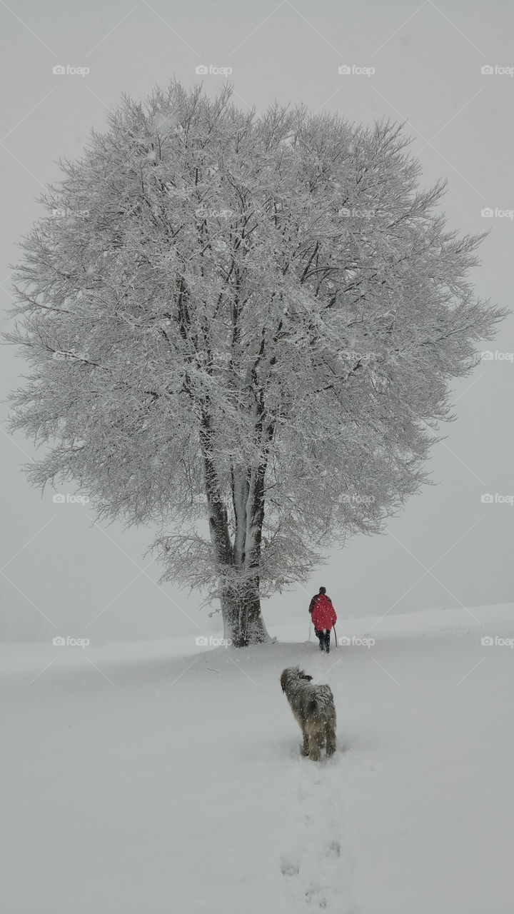 Fenyőkút winter. In Transylvania.