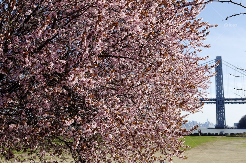 Cherry Blossoms