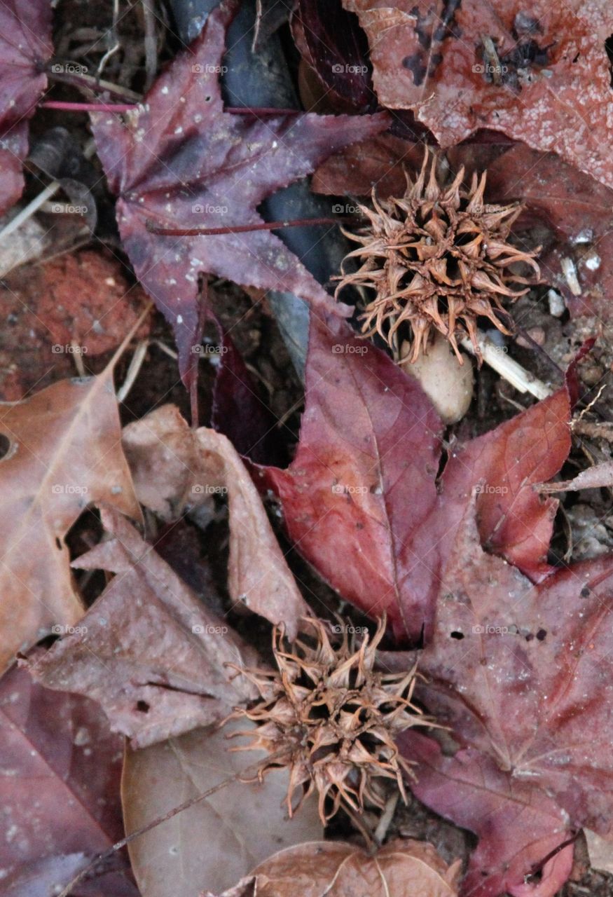 winter catpet of leaves and seeds.