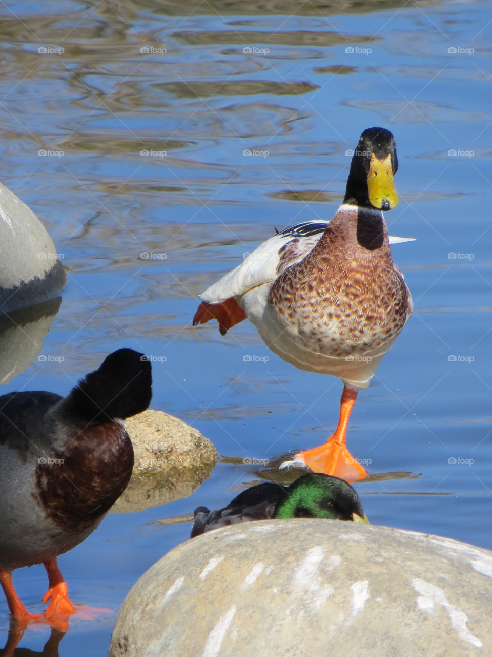 Duck, Bird, Mallard, Waterfowl, Goose