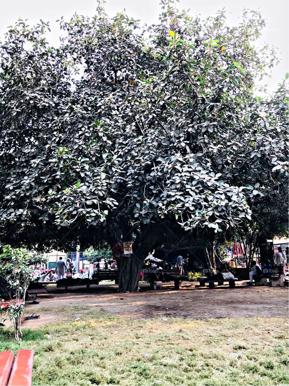 old banyan tree