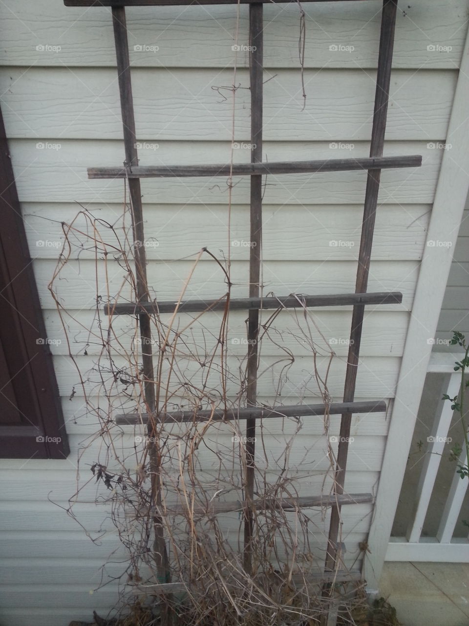 vines on wood. vines