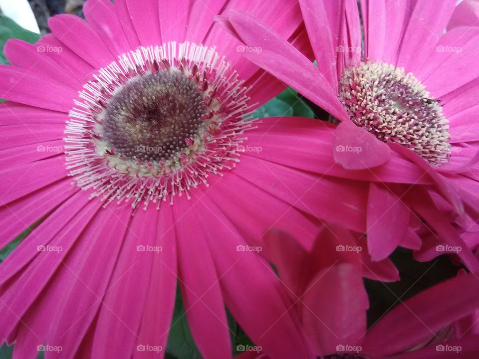 pink gerbera daisies