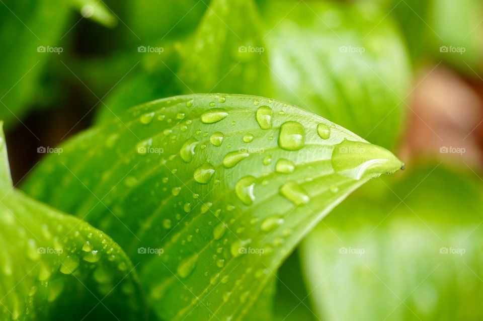 Leaf in the Rain 