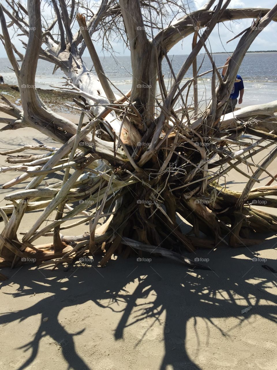 Shell island driftwood 