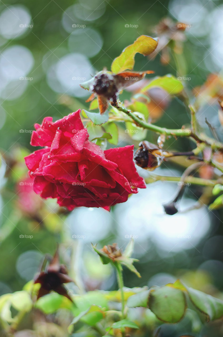 Background of single red blossom rose on a branch in the autumn garden of flowers.