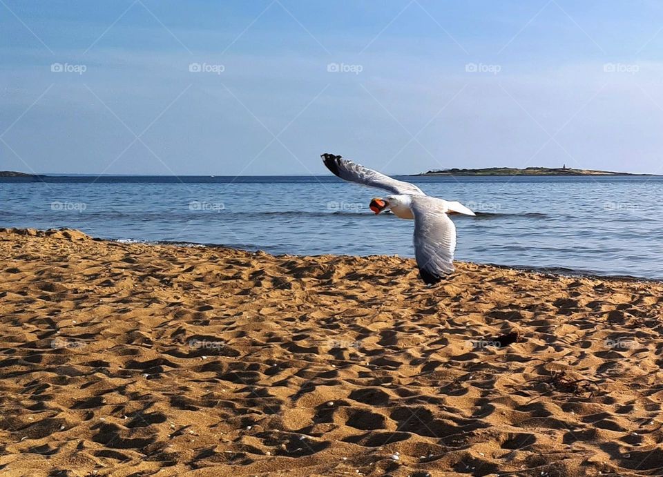 Bird with a ball