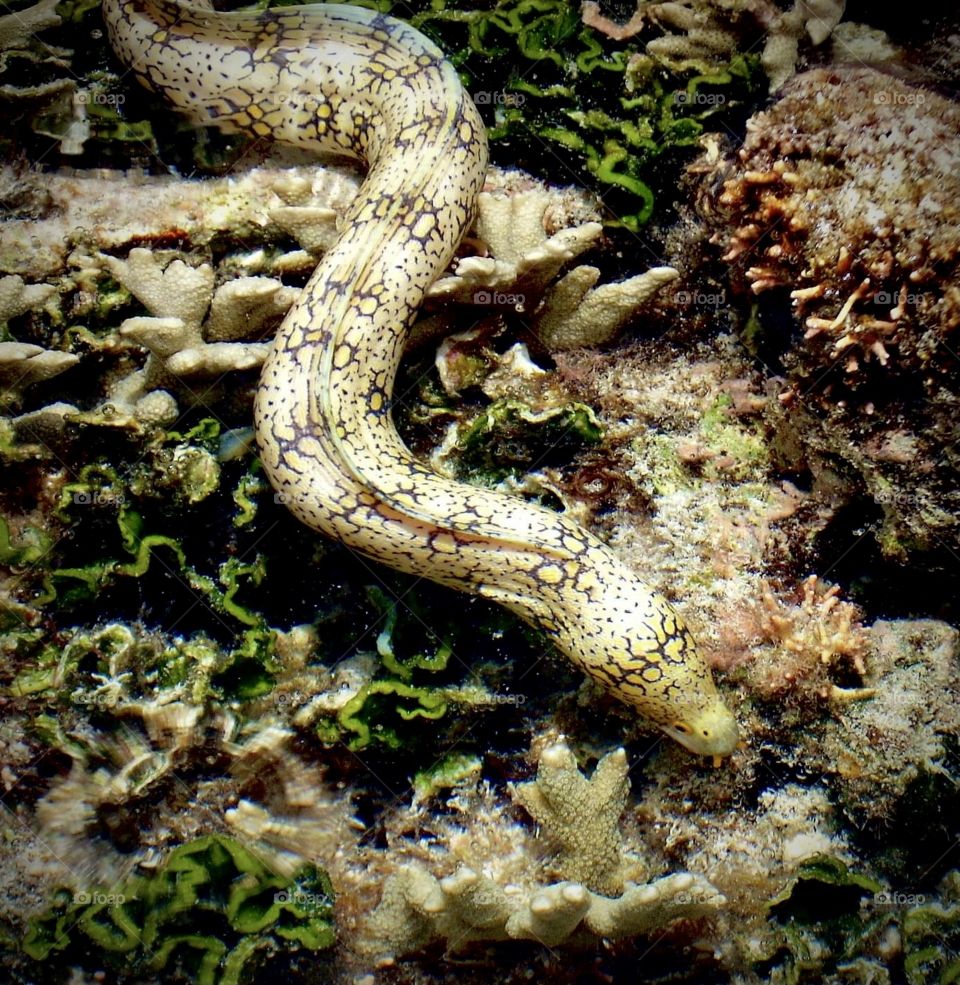 A snowflake moray eel moves quickly across the coral beds at low tide on Kwajalein Atoll, Marshall Islands 