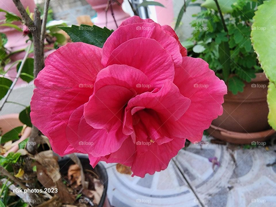 Hibiscus with passion