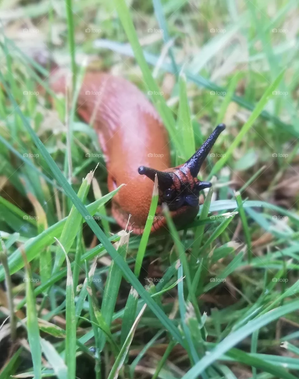 Schnecke