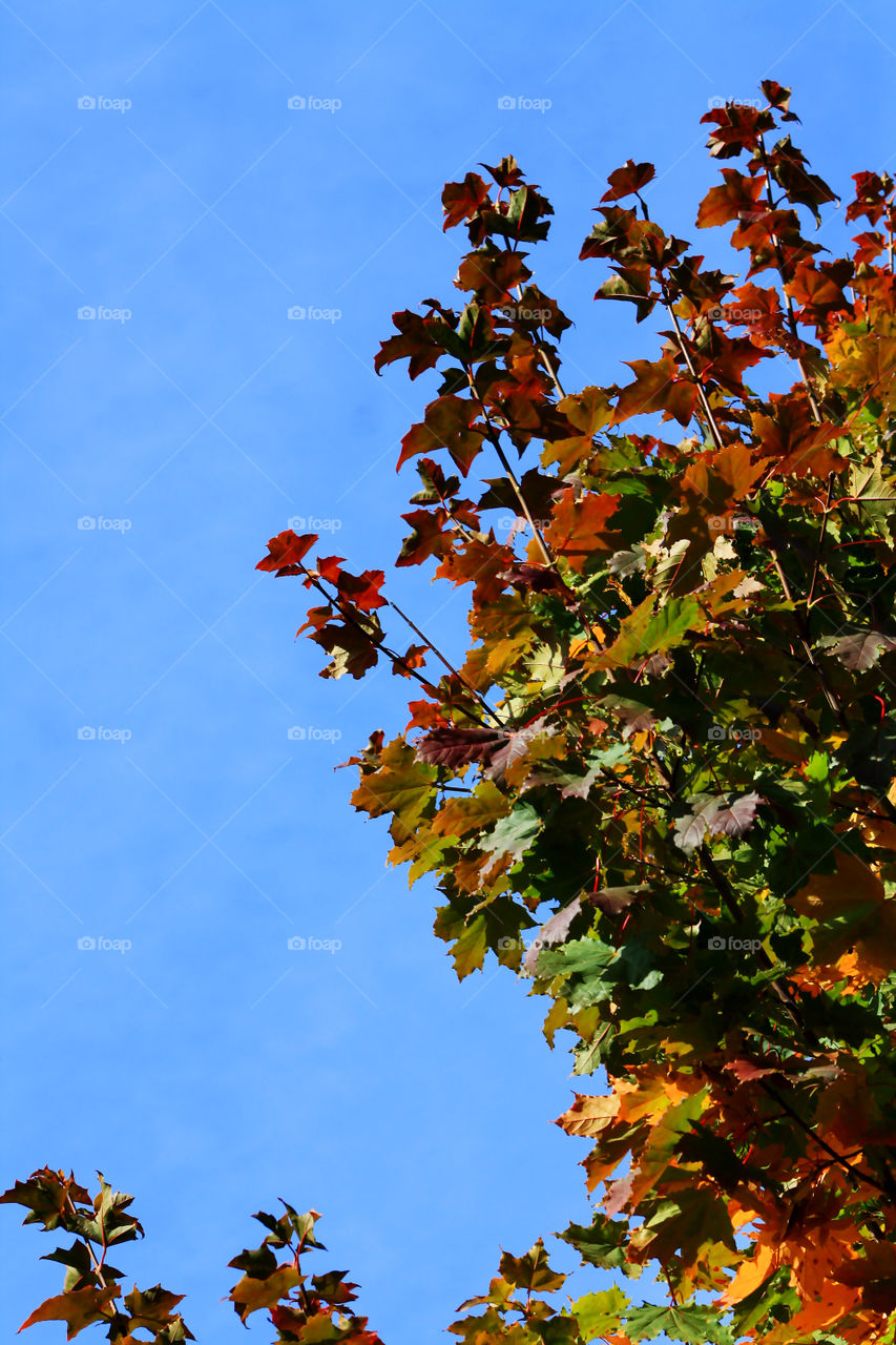 Bright autumn leaves