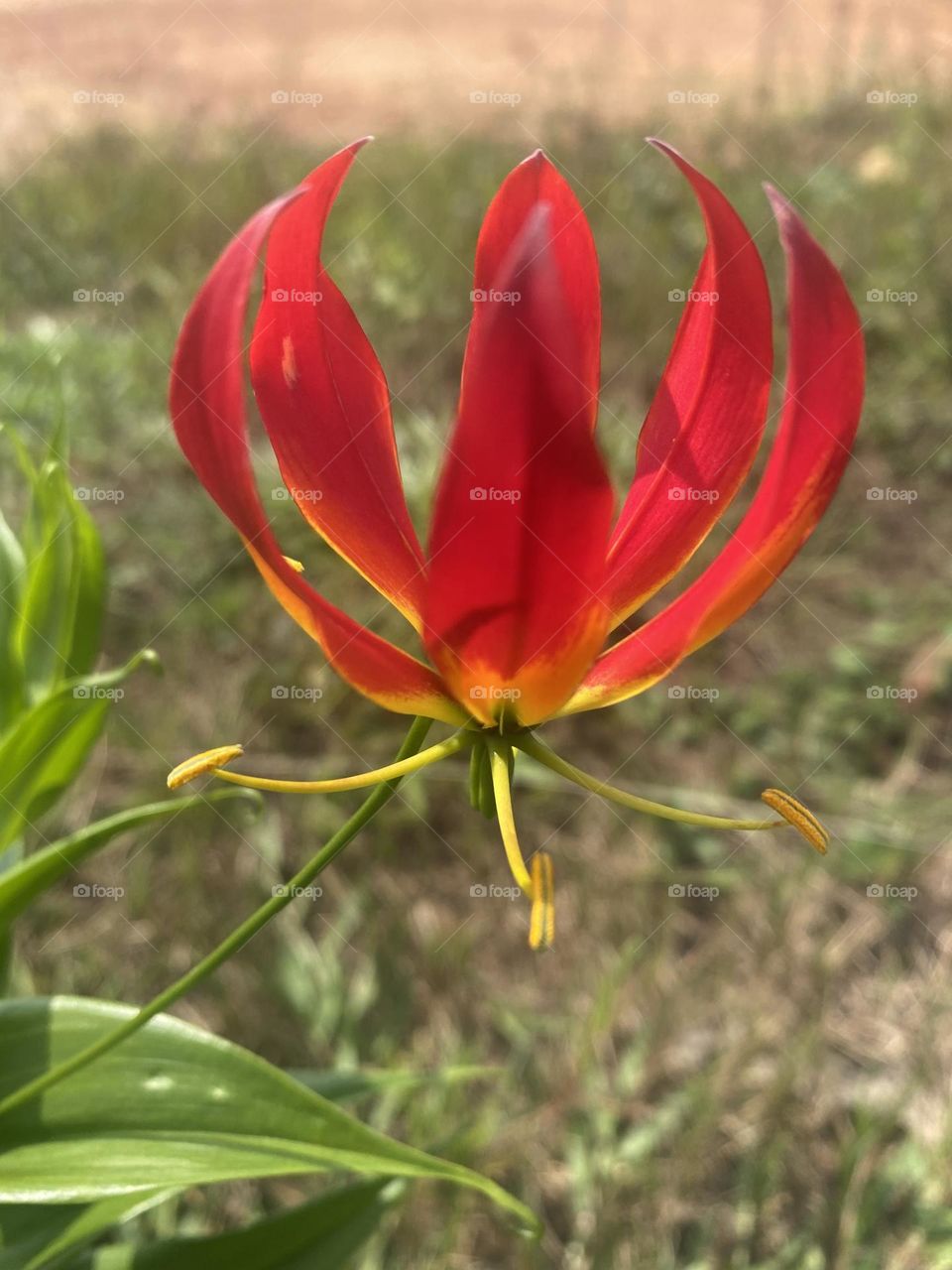 Fire lily