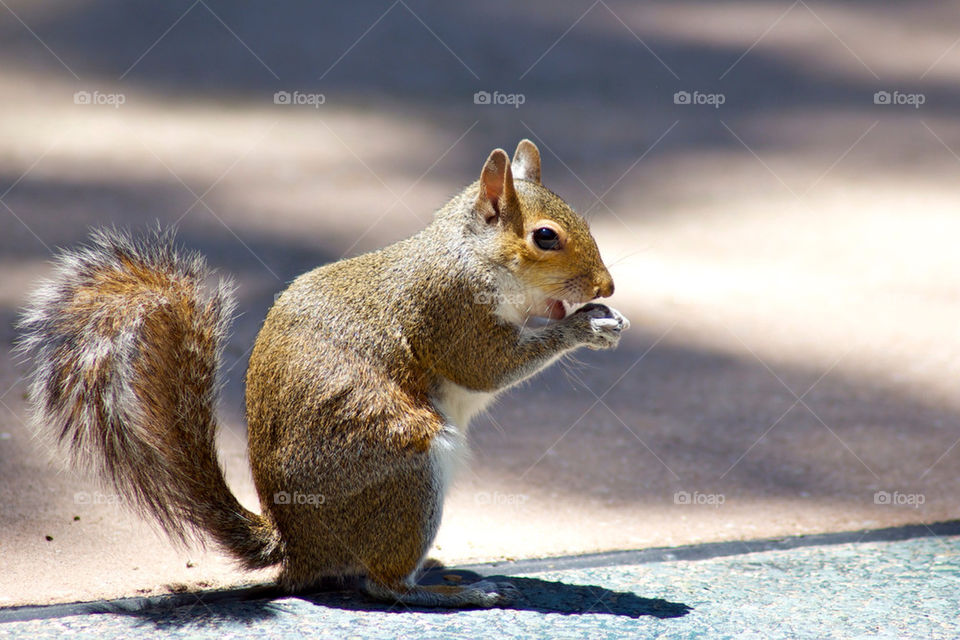 squirrel cute eating by mikedyer