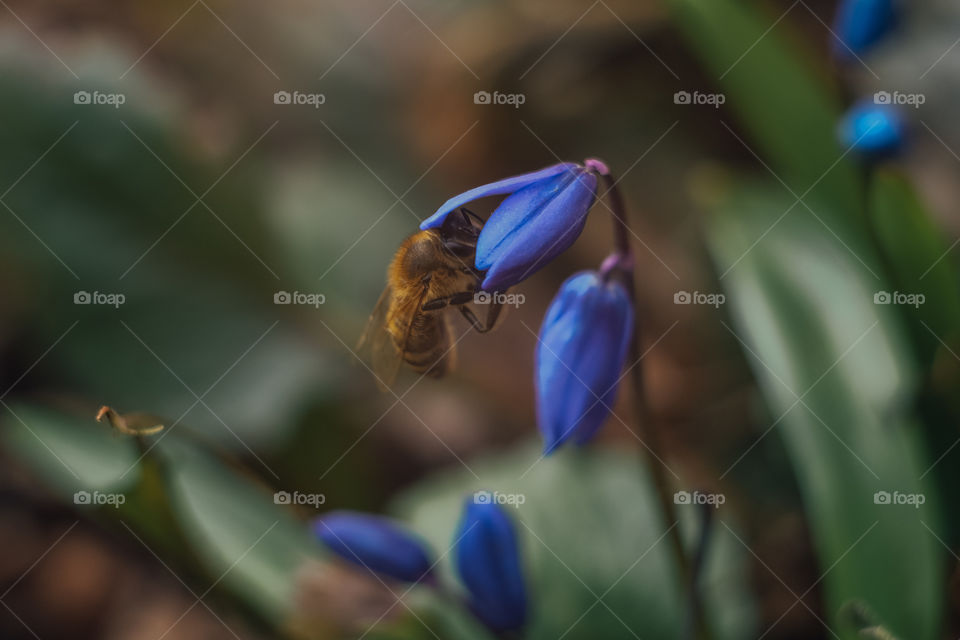 Bee and flower