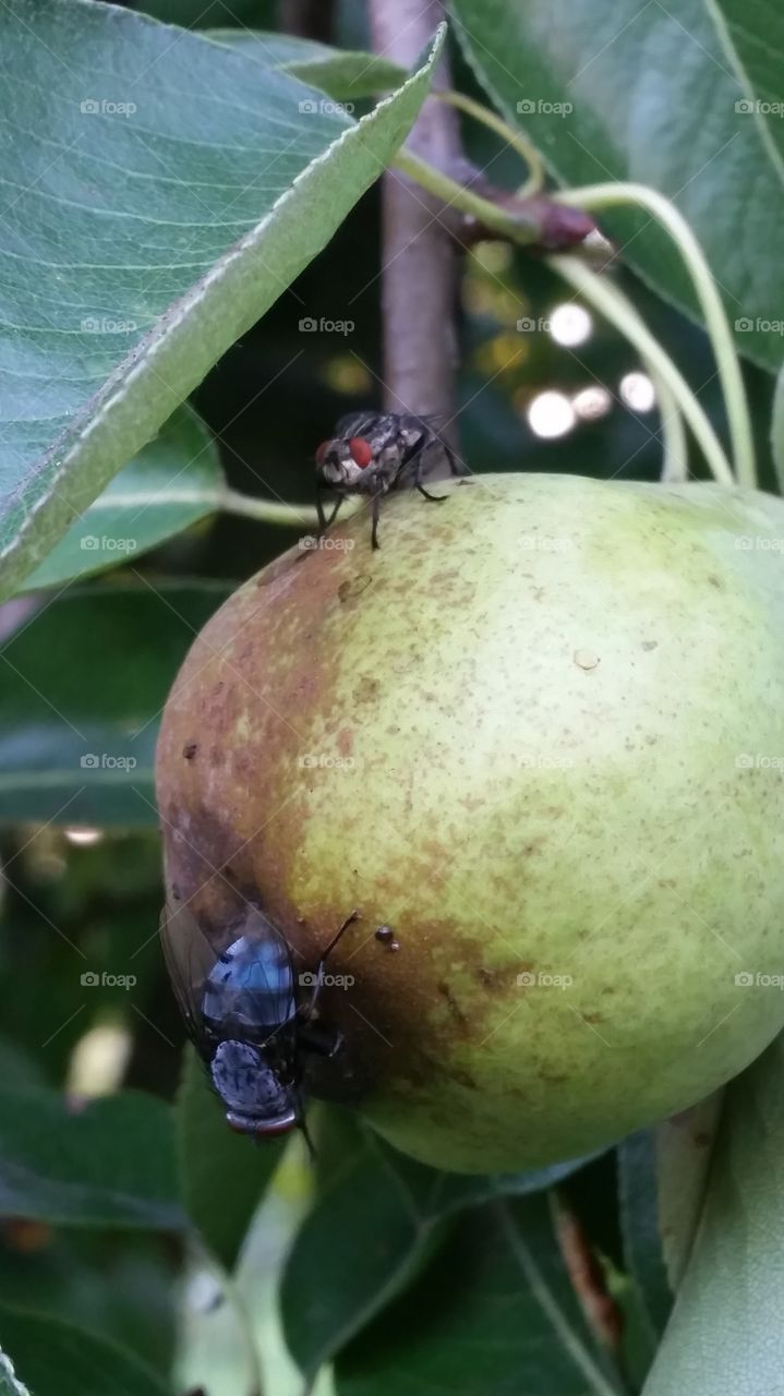 Two flies on pear. in orchard