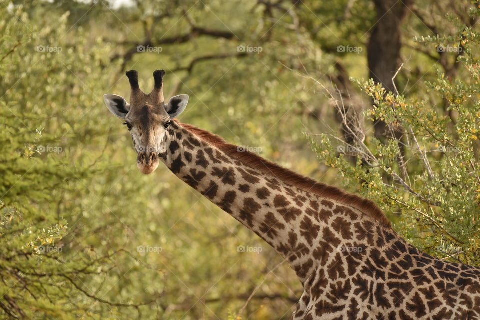 A giraffe caught up close in Tanzania - Selous Game Reserve