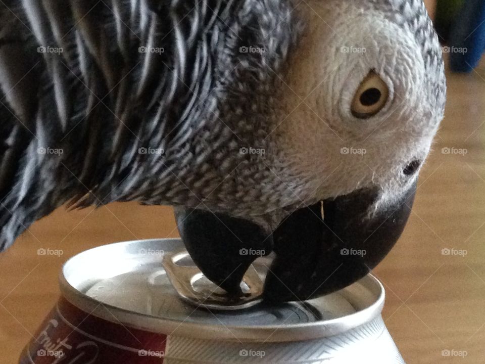 Grey parrot tries to open a van