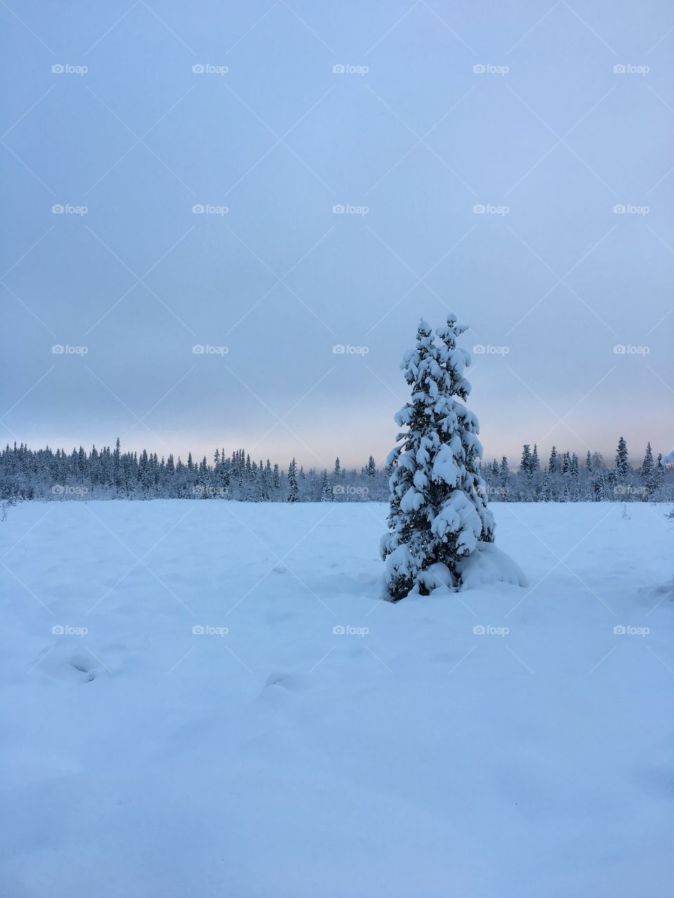 View of snowy tree in winter
