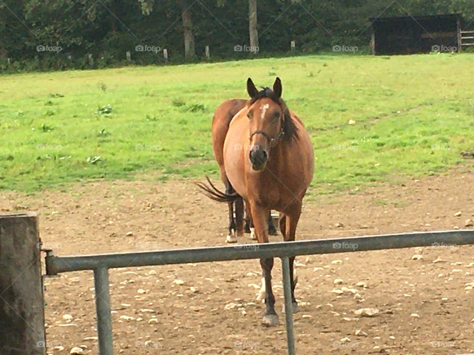 Beautiful brown horse 