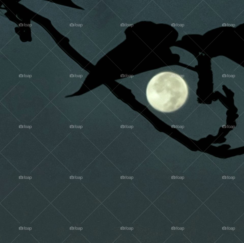 Full moon shining through the leaves on a beautiful Texas night.