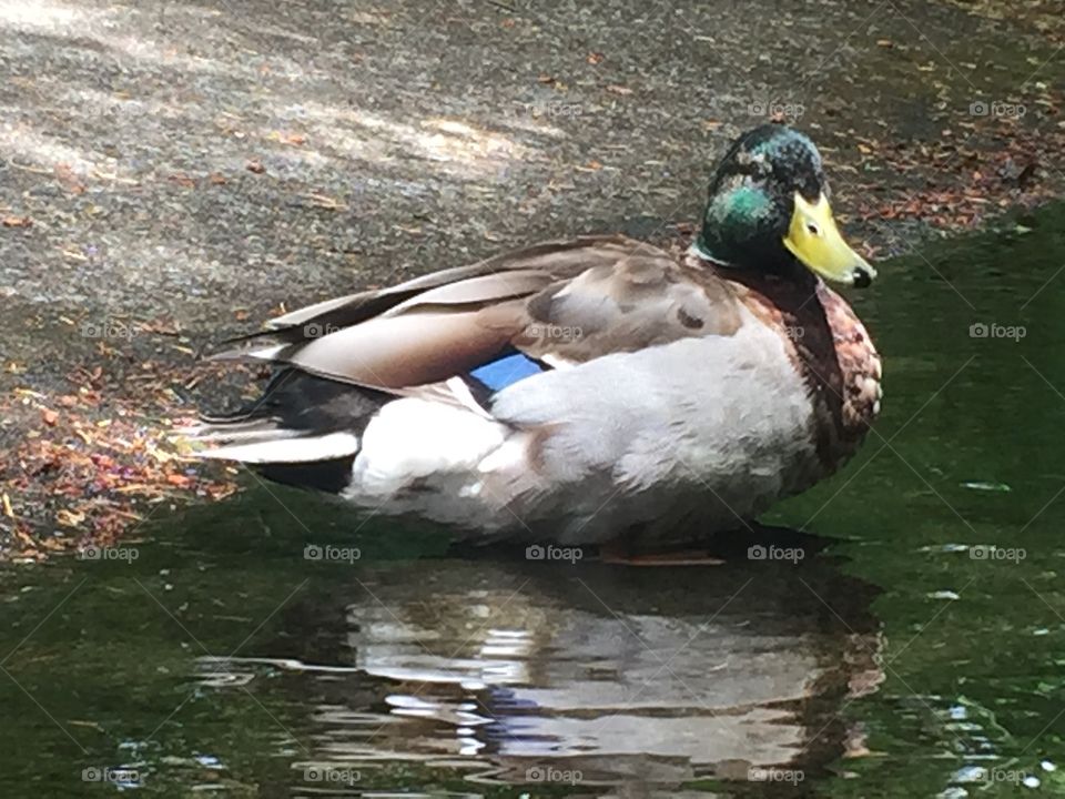 Duck In The Water. A duck by the water