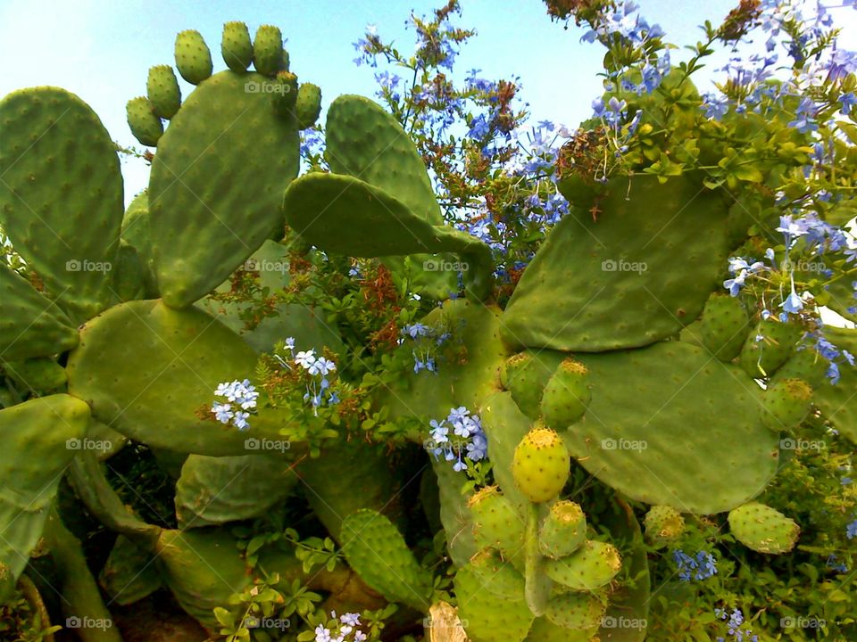 Prickly pear at Stromboli Island ( Italy ).