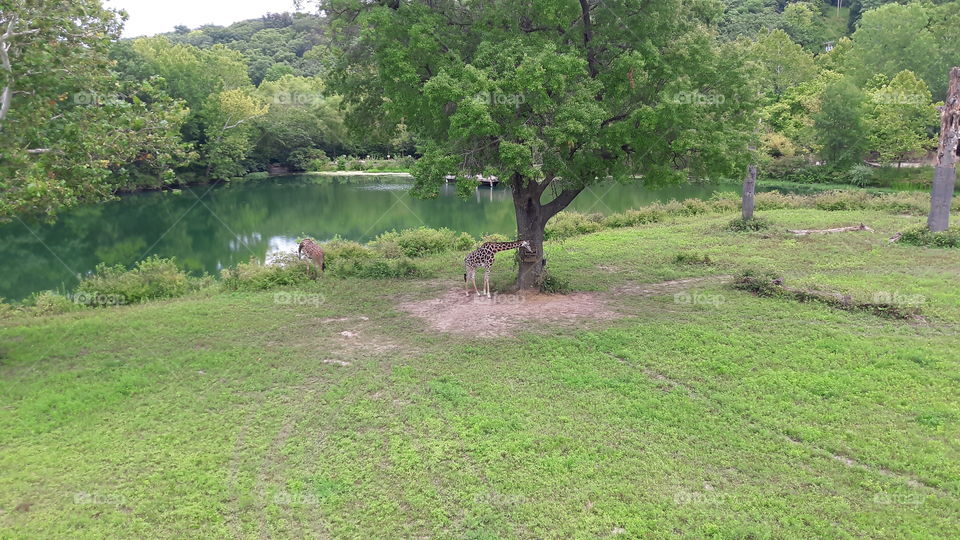 Giraffes at the Zoo