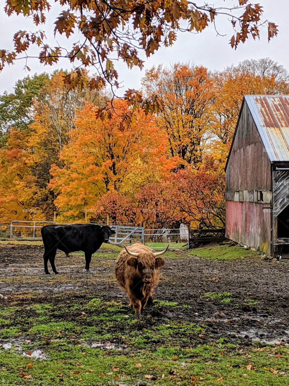 cows near barn in autumn