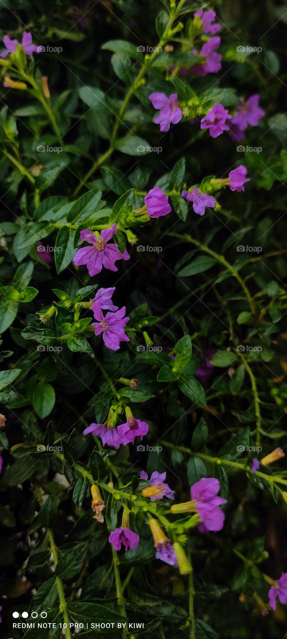 this is photograph of green plant with small flowers on it.
