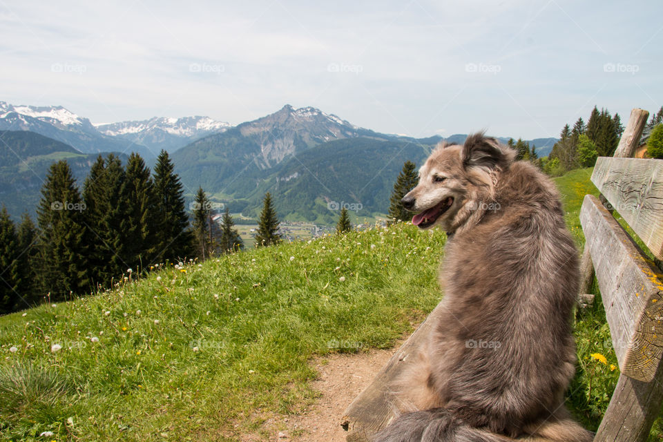 Dog sitting on bench