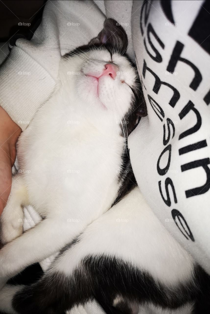 My funny sleeping cat.