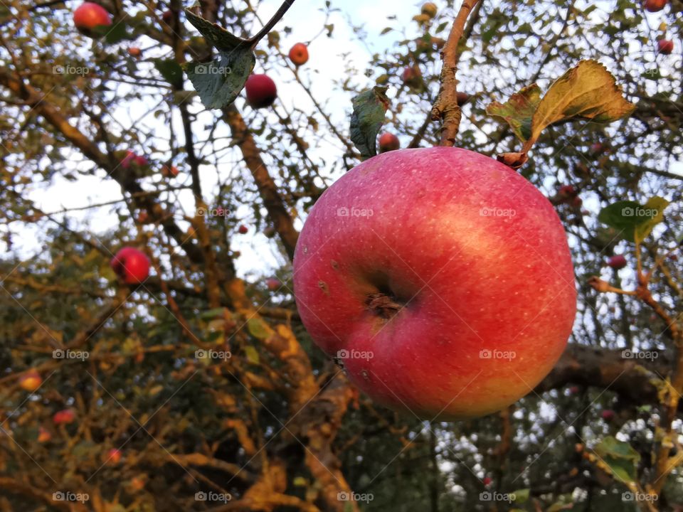 Lighting red apple on the old tree
