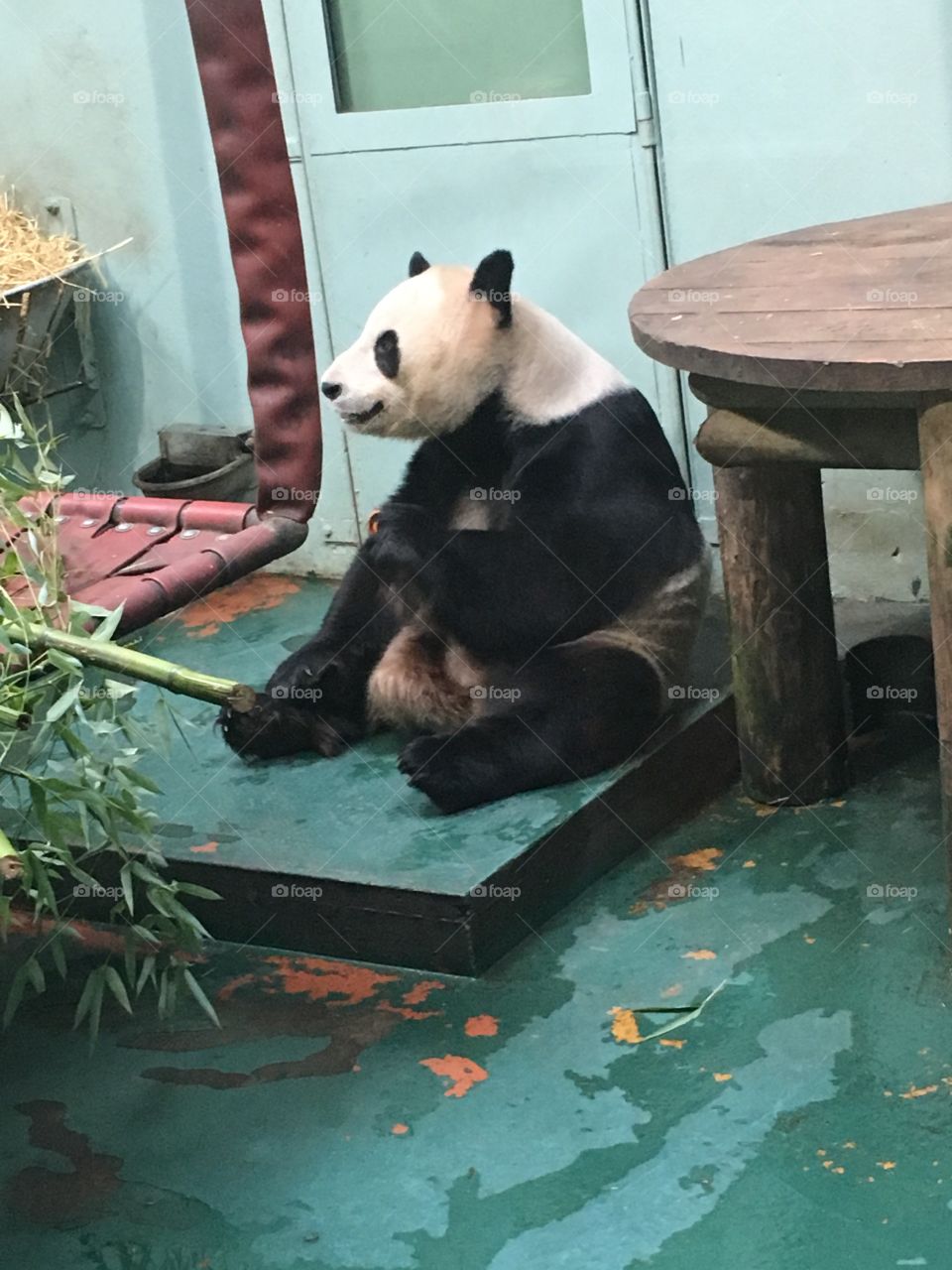 Pandas at Edinburgh zoo