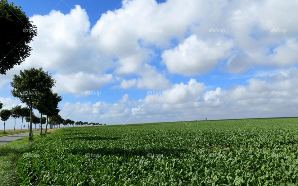 rural landscape