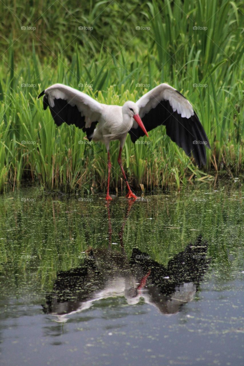 A stork standing at a lake and seems to admire its own reflection.