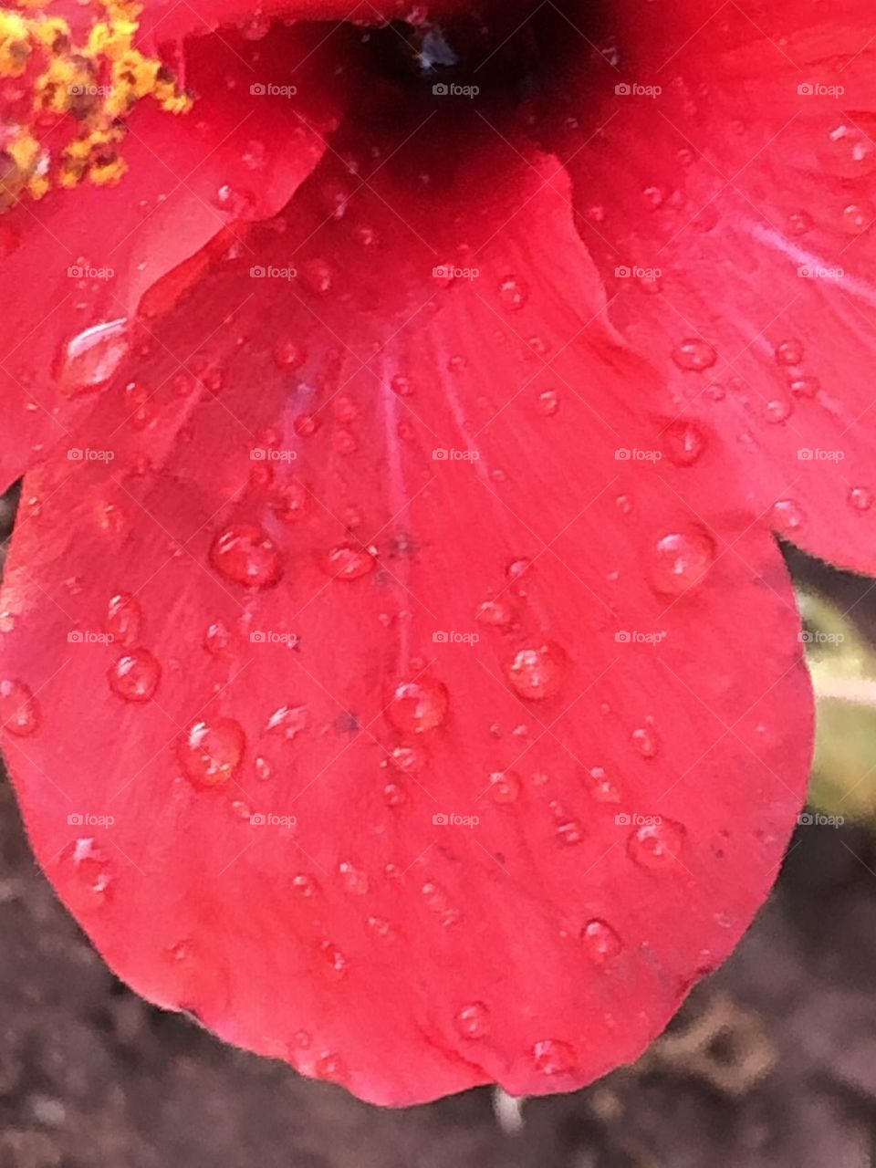 Beautiful red leaf of a flower 