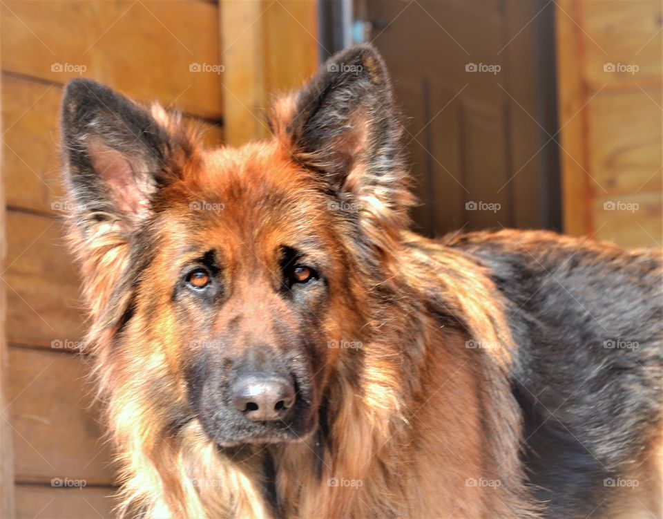 German Shepherd longhair
