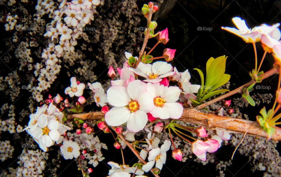 The spring flower, PINK-YUKIYANAGI 