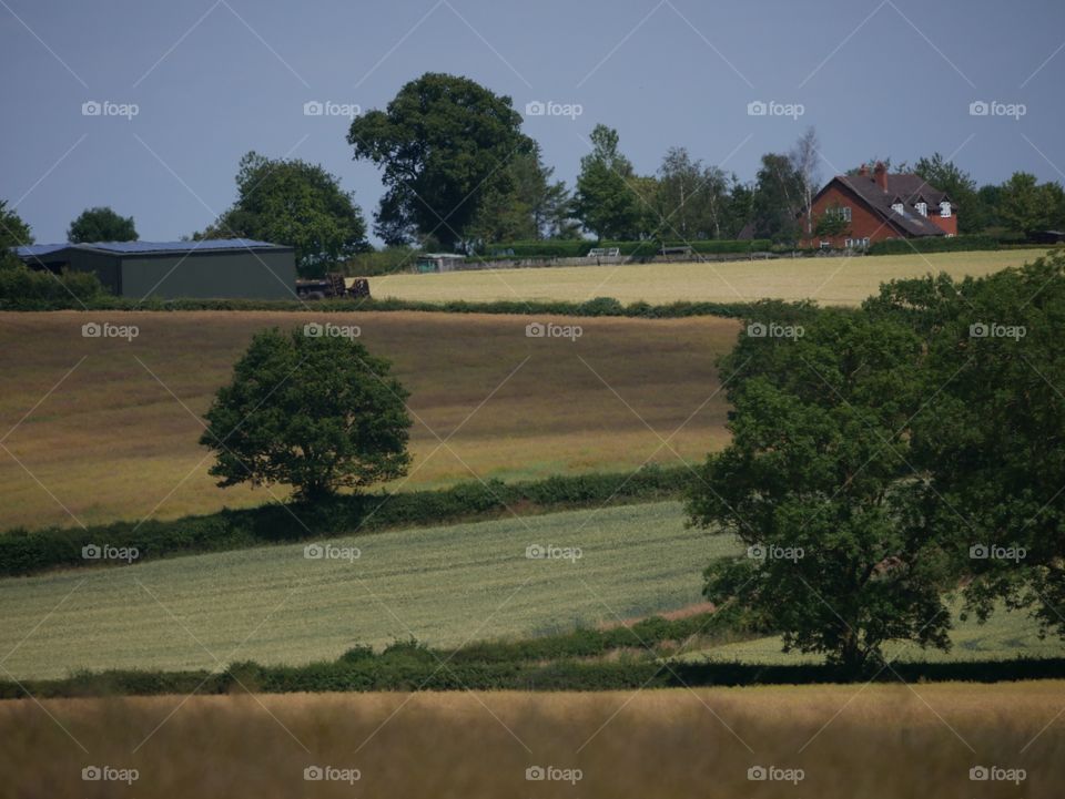 Crops. English farm