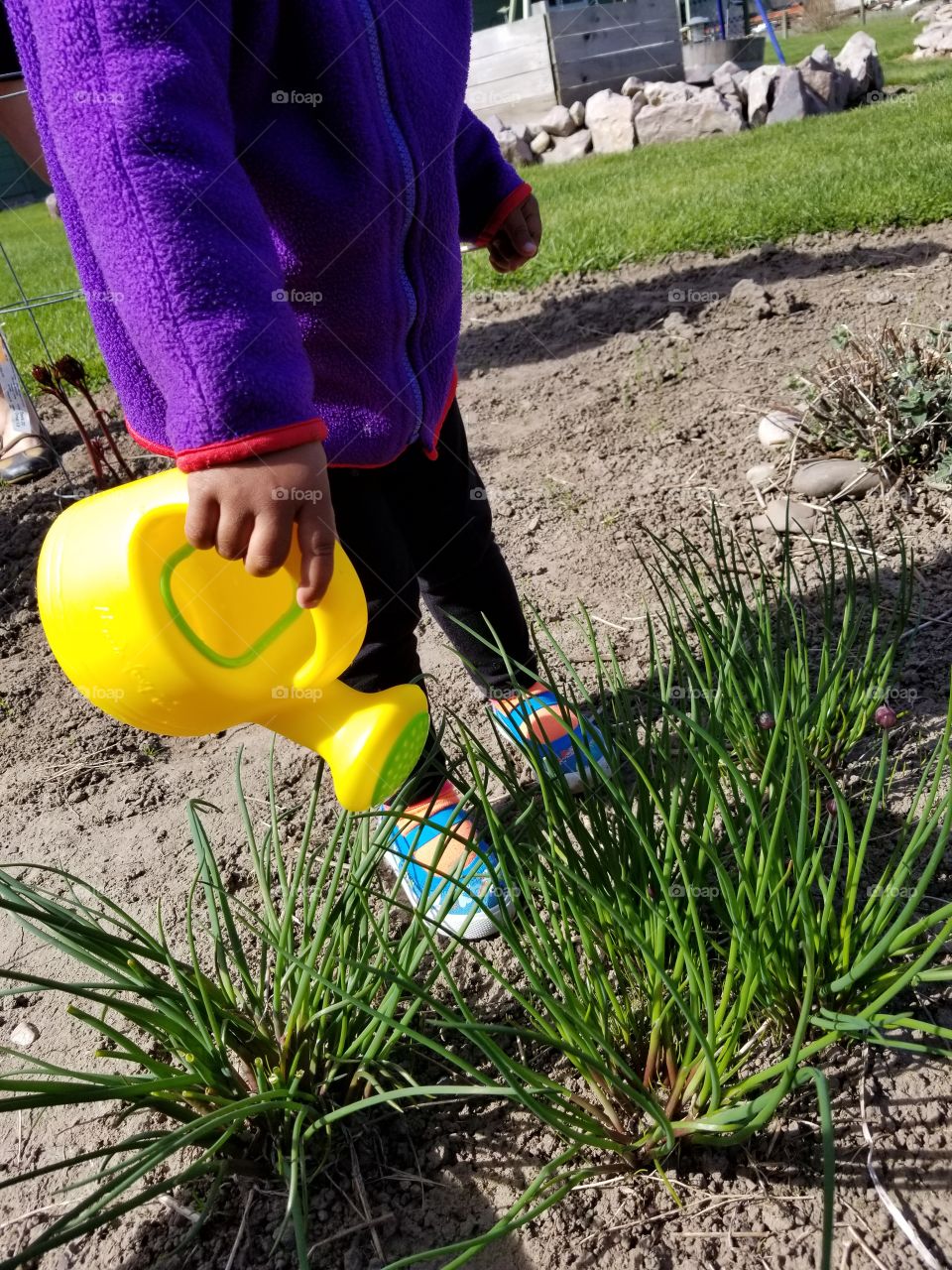 toddler learning how to use her watering can for the first time. she tells all the plants to grow,  come on grow.  we spend a lot of time outdoors and looking at plants! growing chives is child's play lol
