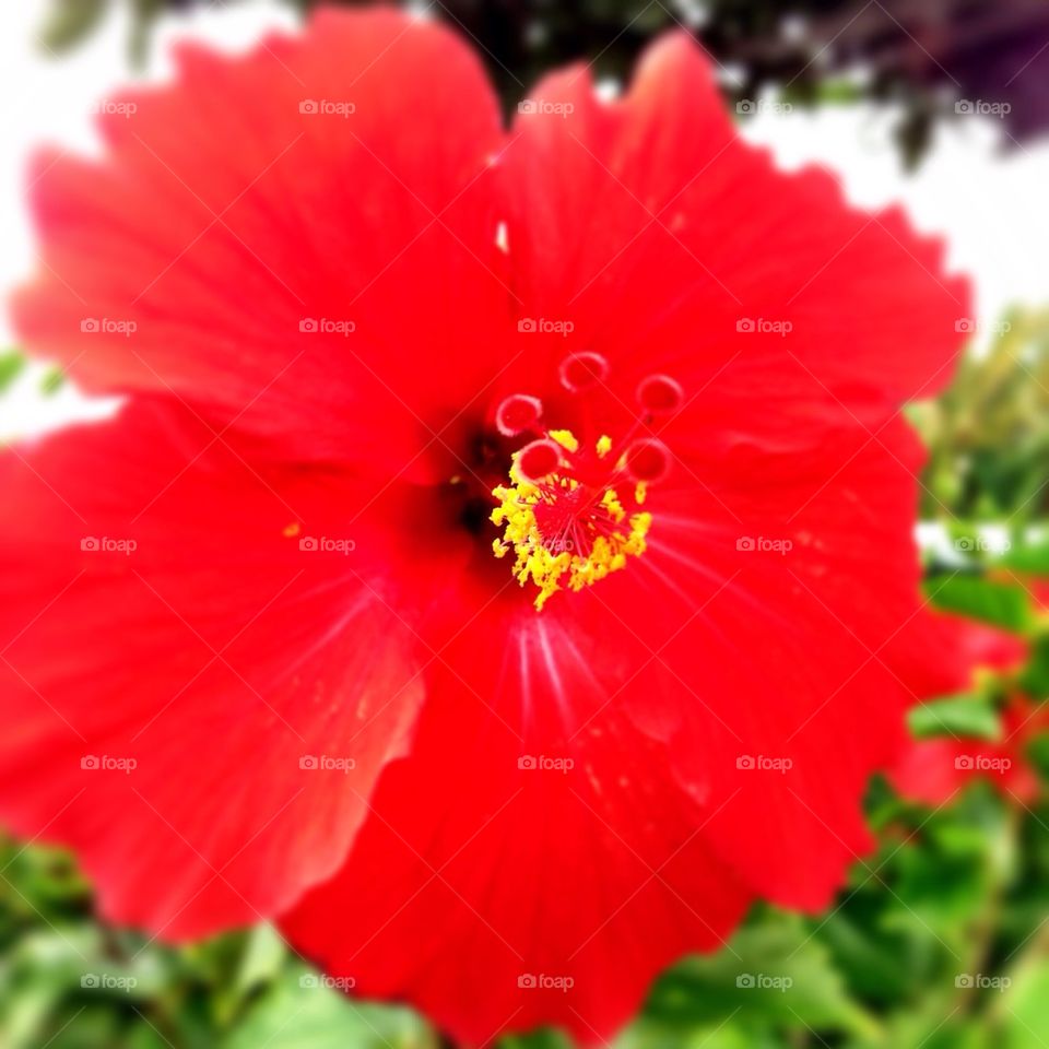 hibiscus🌺