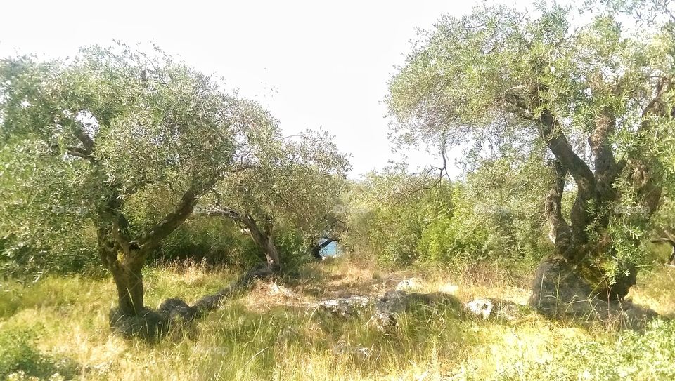 olive grove. Greece 