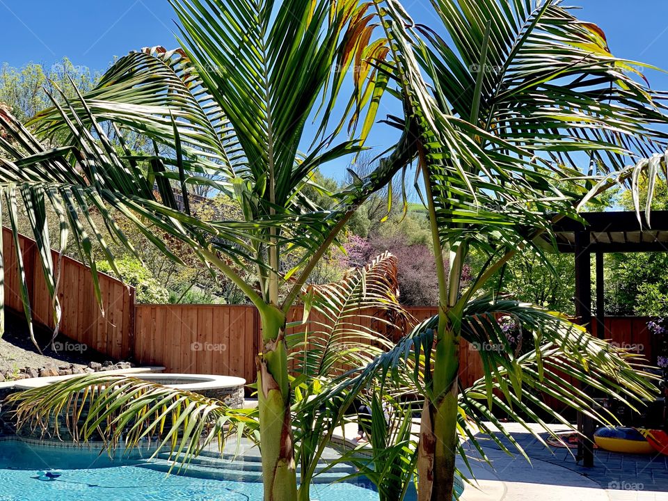 Dan’s favorite tree in our backyard. 