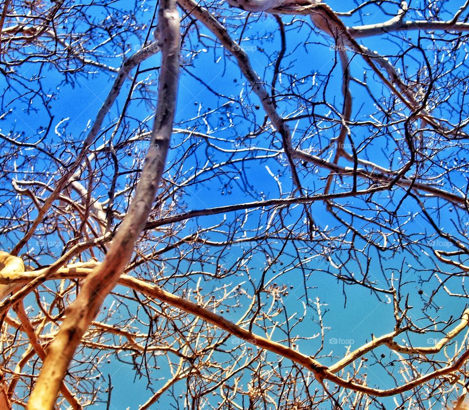Stark Tree and colorful blue sky
