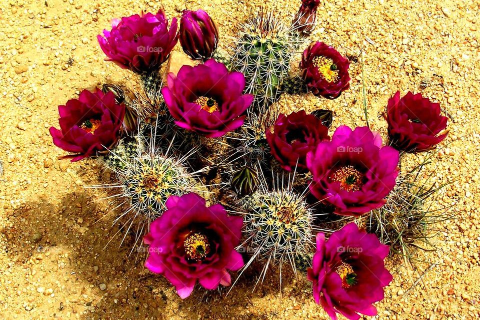 Desert flower